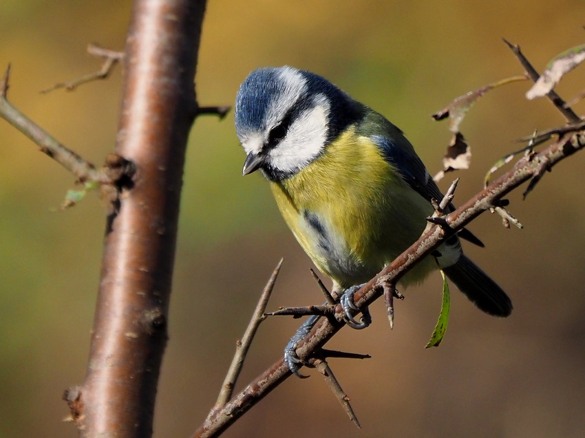 Cinciarella (Cyanistes caeruleus)